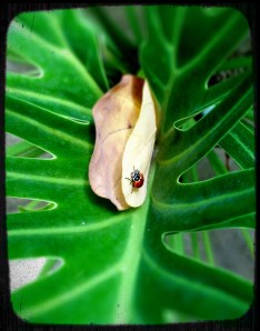 Callaway Gardens Ladybug